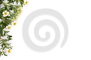 Flat lay, top view, spring and summer composition of flowers and leaves on white background, postcard concept for wedding, and