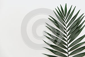 Flat lay tropical palm leaf white table.