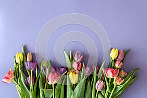 Flat lay, tulips on a colored background.