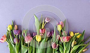 Flat lay, tulips on a colored background.