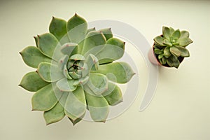 Flat Lay Two Green Succulent Plants on White Background