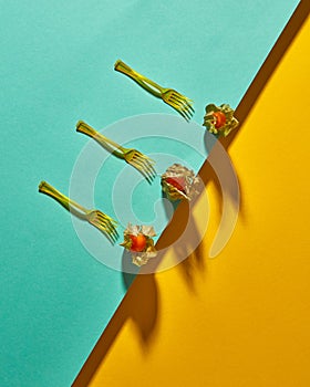 Flat lay view of the pattern of three yellow physalis fruit and forks with shadows on diagonally duotone yellow green