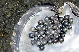 Tahitian Black Pearls photo