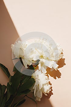 Flat lay with white peonies flowers and green leaves on pastel pink color