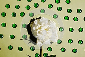 Flat lay with white peony flower close-up on pastel light green color