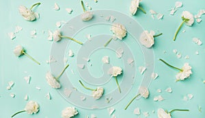 Flat-lay of white ranunculus flowers over blue background, wide composition