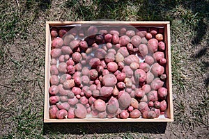 Flat lay of wooden crate with freshly dug out crop of potatoes. Growing and harvesting organic vegetables in an eco farm