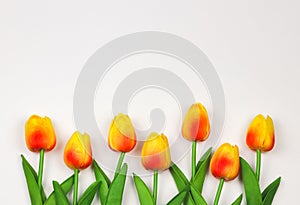 Flat lay of yellow red  tulip flowers on white background with copy space for text. Feminine concept