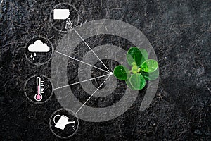 Flat lay of young growing plant with icon of watering shower, fertiliser, thermometer and raincloud for planting technology