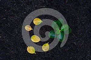 Flat lay of young plant glowing from the soil with dried leaves