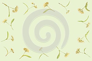 Flat layed frame Of Lime Blossoms