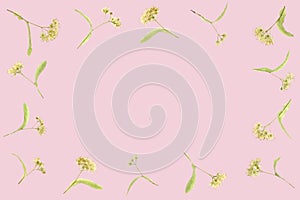 Flat layed frame Of Lime Blossoms