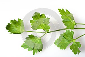 Flat-leaf italian parsley herb