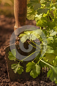 Flat leaf parsley herb plant in a garden with a trowel. Grow your own concept