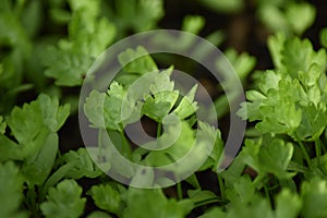 Flat leaf parsley (Petroselinum crispum)