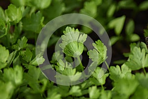 Flat leaf parsley (Petroselinum crispum)