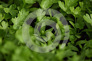 Flat leaf parsley (Petroselinum crispum)