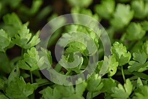 Flat leaf parsley (Petroselinum crispum)