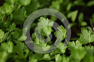 Flat leaf parsley (Petroselinum crispum)