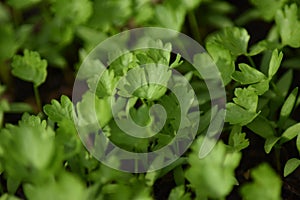 Flat leaf parsley (Petroselinum crispum)