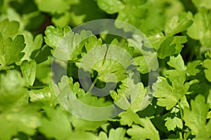 Flat leaf parsley (Petroselinum crispum)