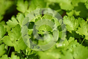 Flat leaf parsley (Petroselinum crispum)