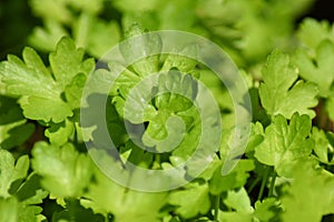 Flat leaf parsley (Petroselinum crispum)