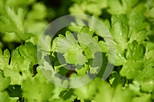 Flat leaf parsley (Petroselinum crispum)