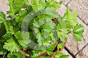 Flat-leaved Parsley in a pot