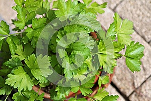 Flat-leaved Parsley in a pot photo