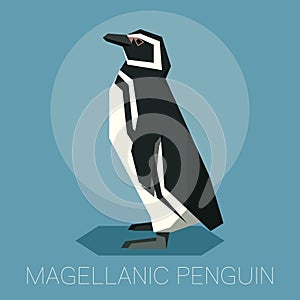 Flat Magellanic Penguin