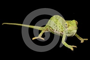 Flat Neck Chameleon