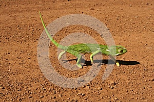 Flat-necked chameleon