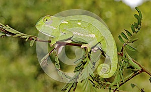 Flat-necked chameleon