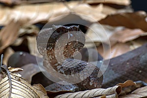 Flat nose pit viper