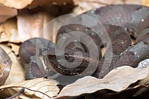 Flat nose pit viper