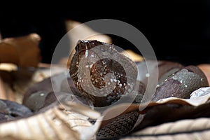 Flat nose pit viper