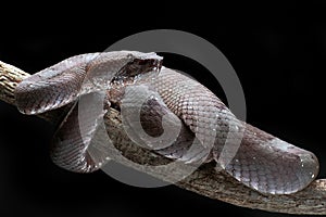 Flat nose pit viper