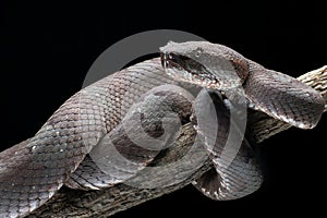 Flat nose pit viper