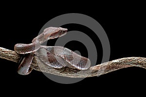 Flat nose pit viper coiled around a branch