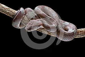 Flat nose pit viper coiled around a branch