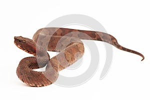 Flat-nosed pitviper snake Craspedocephalus Trimeresurus puniceus isolated on white background