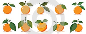 Flat orange fruit set, vector illustration design template elements, santra or naranga fruit collection