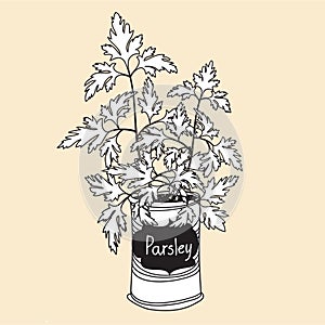 Flat parsley illustration. Window herb garden. Herbal and spices vector illustration isolated. Parsley leaves and plant. Smart