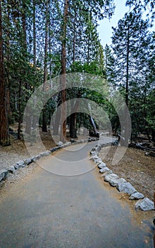 Flat paved path edged with stones winds from left to right between tall pine trees