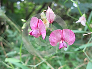 Flat pea or Narrow-leaved everlasting-pea (Lathyrus sylvestris)