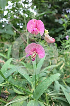 Flat pea or Narrow-leaved everlasting-pea (Lathyrus sylvestris)