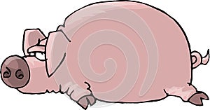 Flat Pig