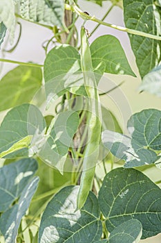 Flat-podded common bean