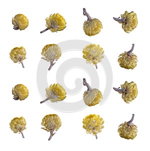 Flat pressed dried flower isolated on white